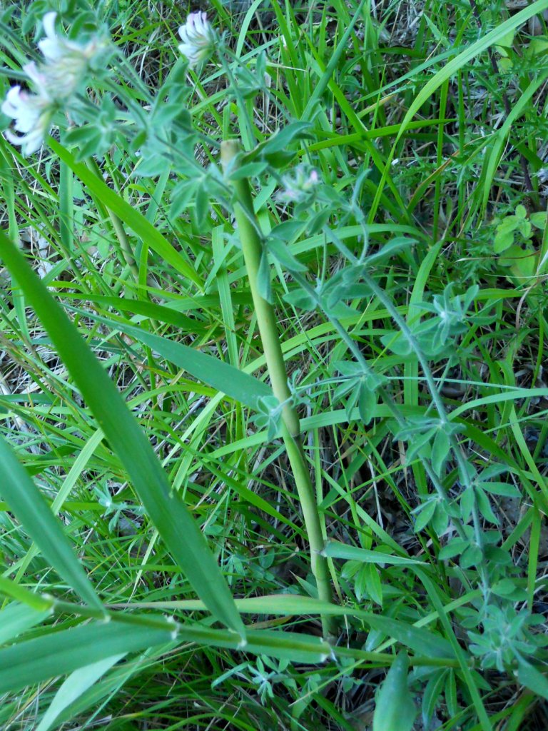 Lotus hirsutus (=Dorycnium hirsutum)